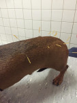 Baron, waarbij te zien is, dat de haren omhoog staan rond de acupunctuurnaalden.